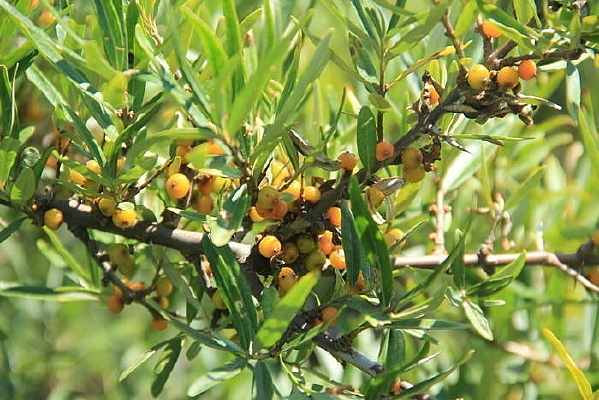 ɳ���� ɳ��֦