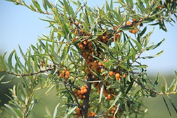 ɳ��֦Ҷ ɳ����