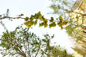 ӭ������Ļ�ɫ����