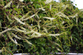 �����˱ǵİ�ɫС��