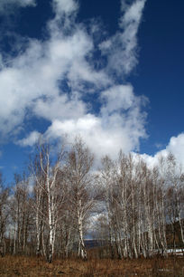 ��Ȼ������