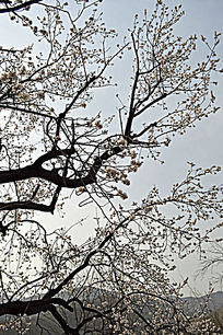 �����ӻ�