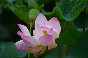 ������ɬ