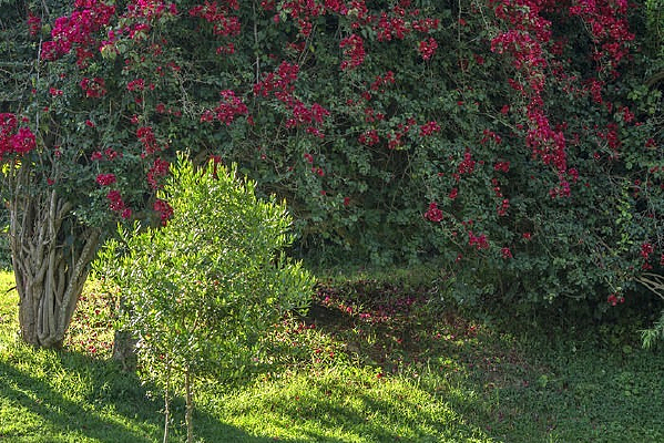 ����÷��