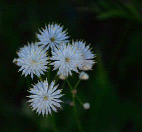 ��ɫ����