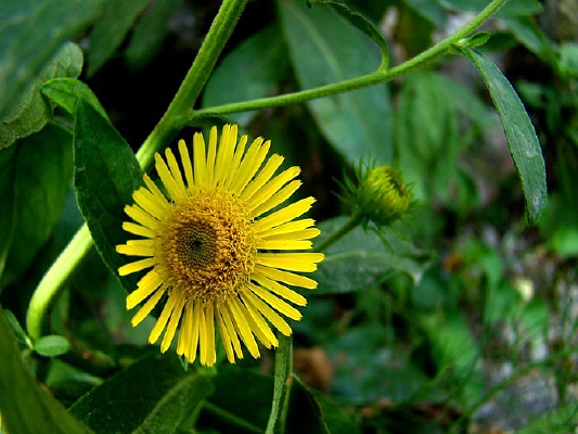 ����Ұ�ջ�