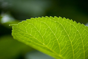 С���¶��㻨