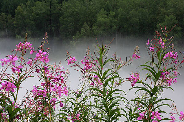 ��ɫ����