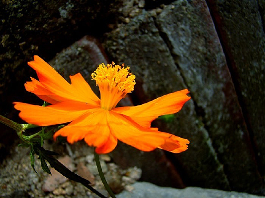 ƽ�����ŵİ��վ�