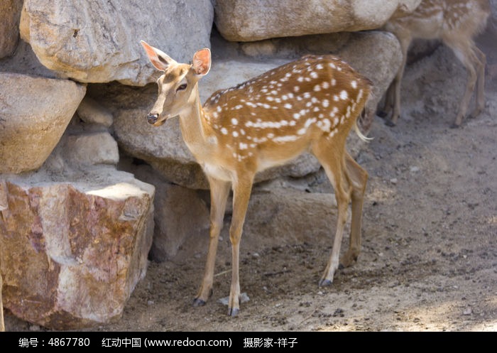 山下的梅花鹿