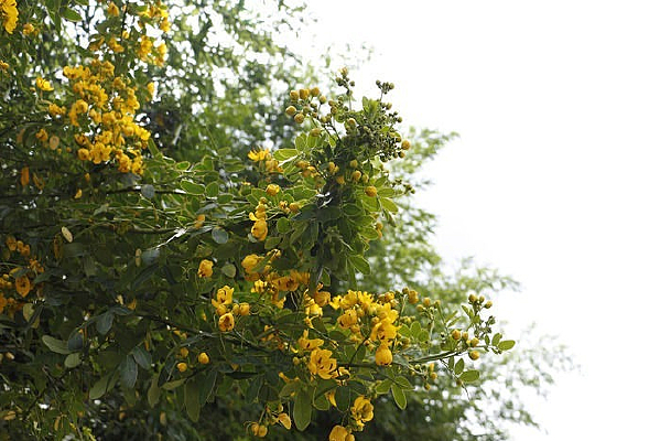 ��֦��ʢ����С��