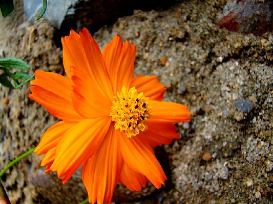 ��������ɫ