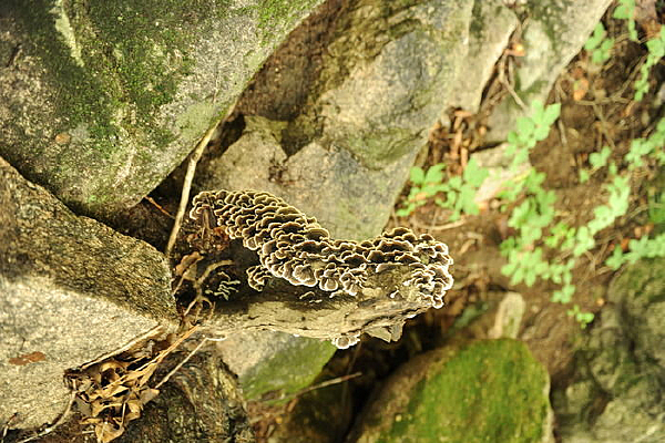 ��ǿ��������