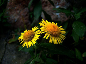 һ������������Ұ�ջ�