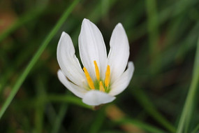 ˮ�ɻ��ʻ���ɫ�Ļ�ˮ��