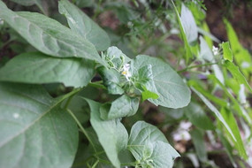 ������ѿ