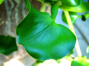 ������Ҷ���ˮ��«