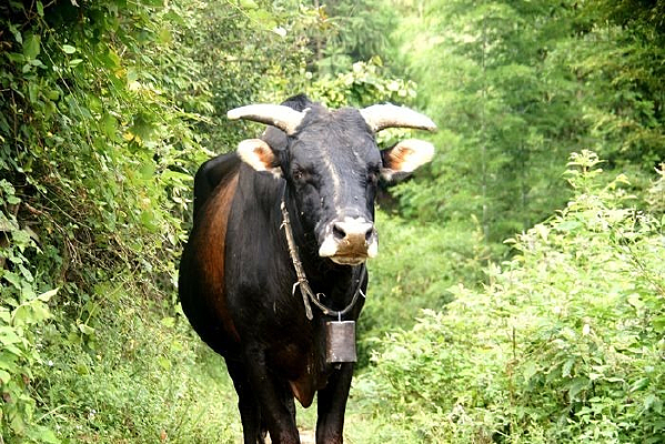 ���ţ�ڹ���