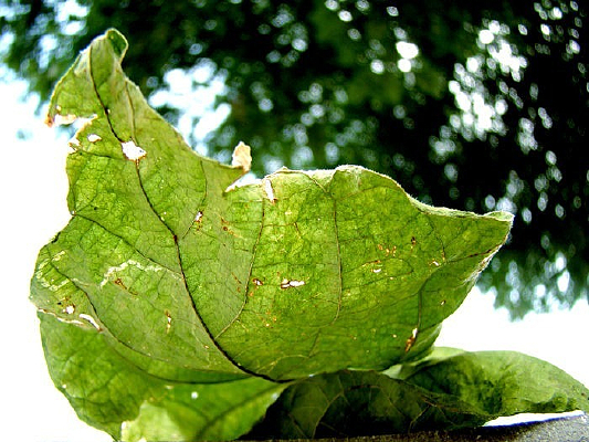 ��Ƭ�ϵ���Ҷ