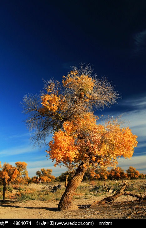 ��ں���ͼƬ