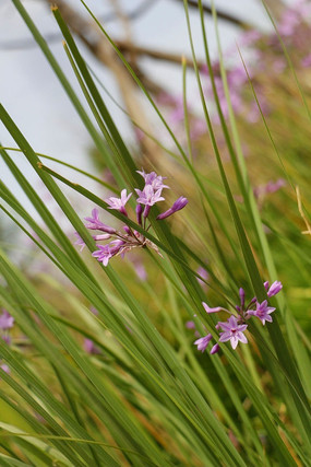 ��԰ʢ������ɫ��