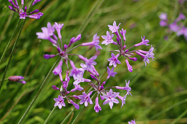 ��԰ʢ������ɫС��