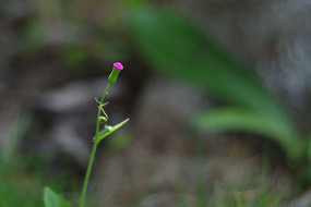 �µ����ѹ�Ӣ