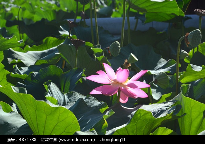 �ɻ�ʢ��ͼƬ