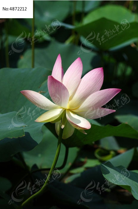 �ɻ���дͼƬ