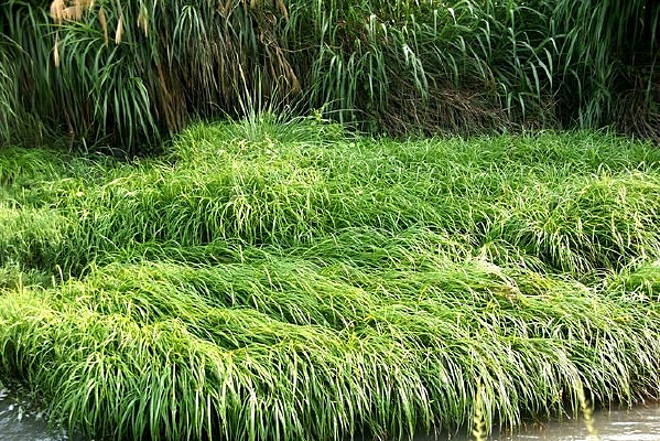 ��ˮ�ڵ���ֲ���