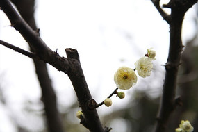 �����÷��