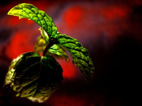 ��Ƭ���۵ı���Ҷ