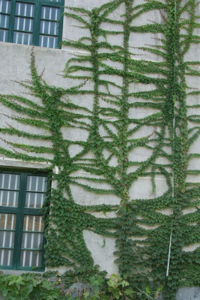 ��ɽ��ǽ�ڱ���