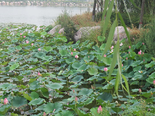 ��Ҷ����ɫ