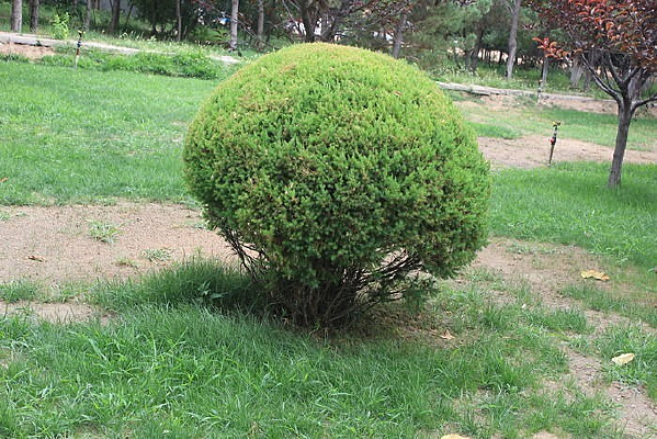 �����޼��Ĺ�ľ