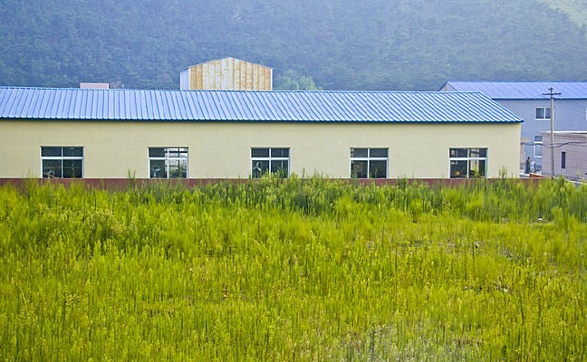 �����Ĳݵ�