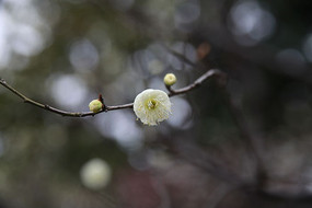 ʢ���İ�÷��