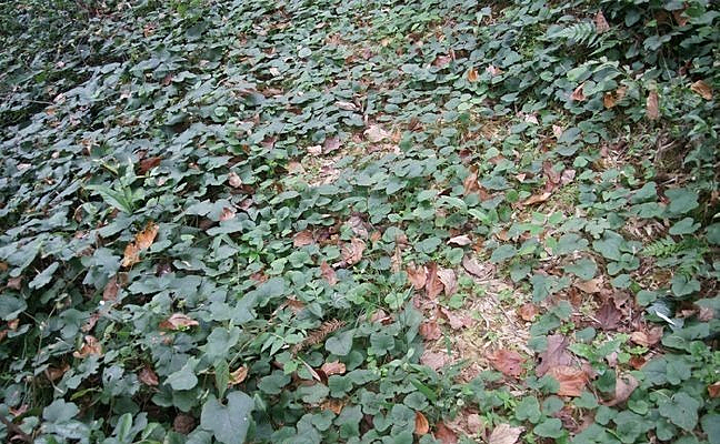 ��ɫ�ĵ���ֲ��Ҷ