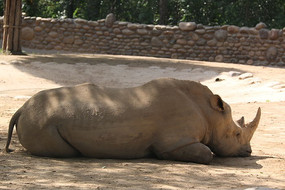 ���ڵ��ϵ�Ϭţ