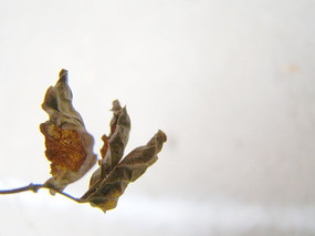 ��״���Ե�Ҷ��