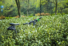 ��԰������г�