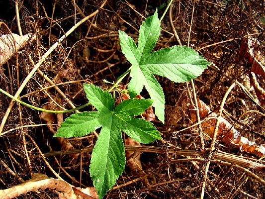 �ɲݴ��е���һ����Ҷ