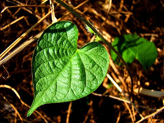 ��Ҷ�ϵ���Ƭ��Ҷ