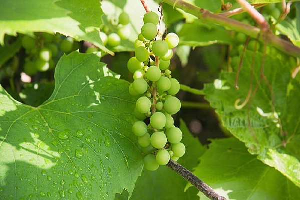 ��ɫ�����Ѵ�