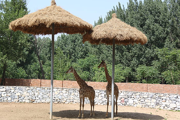 é��ͤ�³���¹