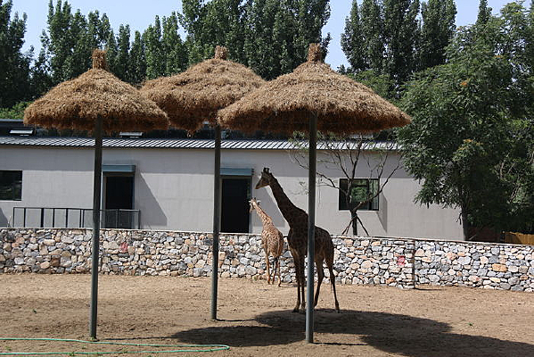 ����é��ͤ