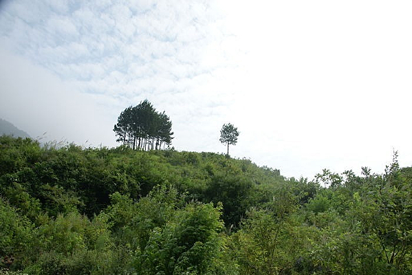 ɽ����ǿ������