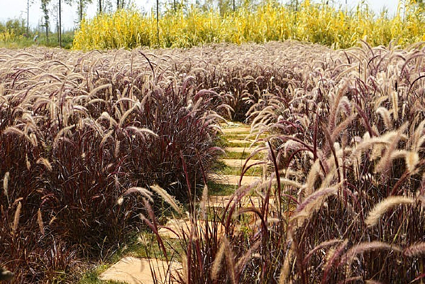 С�����ߵ���Ҷ��β��