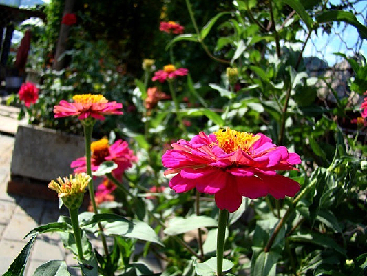 ϲ���������