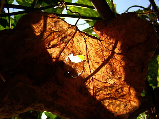 �����յ��˸�Ҷ��